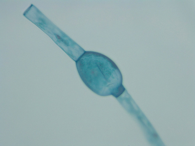 Odegonium Slides - Odegonium 01 200X